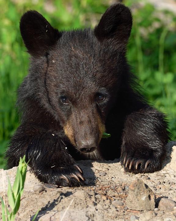 Baby Black Bear | Shutterbug